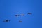 A flying flock of migratory geese on the blue sky background