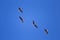 A flying flock of migratory geese on the blue sky background