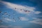 Flying flock of nice greater Flamingos with clear blue sky. Ebro River Delta Natural Park.