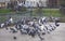 A flying flock of pigeons