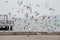 Flying flock of seagulls