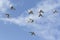 Flying flock of speed racing pigeon against blue sky