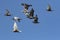 Flying flock of speed racing pigeon bird against clear blue sky