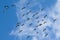 Flying flock of storks in the blue sky