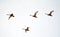 Flying flock of whooper swans in the sky