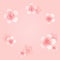 Flying flowers isolated on light peach pink background. Apple-tree flowers. Cherry blossom. Border. Vector