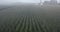 Flying through fog hovering above corn field in early September summer morning