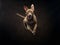 flying forward pit bull terrier on a black background. The movement of the dog in the studio.