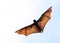 Flying fox