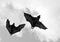 Flying fox (fighters) in the sky of Sri Lanka