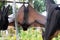 A flying fox hangs upside down with open wings among others