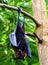 Flying Fox in Tree