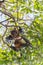 Flying foxes hanging and fighting on a tree