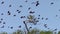 Flying foxes over Riung mangrove
