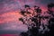 Flying foxes sleeping hanging on tree at moody sunset