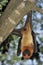 Flying foxes in Thailand