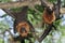 Flying foxes in Thailand