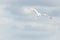 Flying freedom wildlife bird white seagull light blue sky cloudy day outdoors nature awesome beauty background