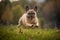 Flying French Bulldog in the grass with a beaming face. Purebred dog while running with stretched paws and laughing mouth. Close