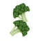 Flying Fresh broccoli / cabbage vegetable realistic illustration isolated on white background.