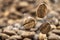 Flying fresh coffee beans as a background with copy space. Coffee beans falling down with white steam vapour.