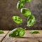 flying fresh natural basil leaves on wooden backdrop