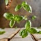 flying fresh natural basil leaves on wooden backdrop