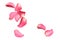 Flying fresh pink rose petals on background