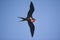 Flying Frigatebird