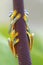 Flying frog behind leaf