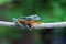 Flying frog on branch, javan tree frog, tree frog