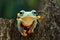 Flying frog on branch, javan tree frog, tree frog