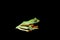 Flying frog closeup face on branch, Javan tree frog closeup image, rhacophorus reinwartii
