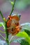 Flying frog closeup face on a twig, Javan tree frog hanging on green leaves, rhacophorus reinwardtii