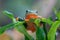 Flying frog closeup face on a twig, Javan tree frog hanging on green leaves, rhacophorus reinwardtii