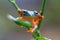 Flying frog closeup face on a twig, Javan tree frog hanging on green leaves, rhacophorus reinwardtii