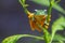 Flying frog closeup face on a twig, Javan tree frog hanging on green leaves, rhacophorus reinwardtii