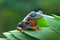 Flying frog on green leaves, javan tree frog, tree frog