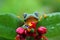 Flying frog on green leaves, javan tree frog, tree frog