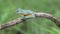 Flying frog, Javan tree frog, rhacophorus reinwartii