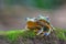 Flying frog, Javan tree frog, rhacophorus reinwartii