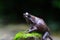 Flying frog, Javan tree frog, rhacophorus reinwartii