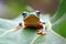 Flying frog on leaves, javan tree frog, tree frog