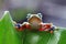 Flying frog on leaves, javan tree frog, tree frog