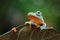 Flying frog on leaves, javan tree frog, tree frog