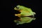 Flying frog, tree frog, frog, dumpy frog,