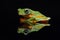 Flying frog, tree frog, frog, dumpy frog,