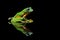 Flying frog, tree frog, frog, dumpy frog,