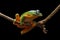 Flying frog, tree frog, frog, dumpy frog,