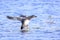 Flying gadwall, Mareca strepera, duck